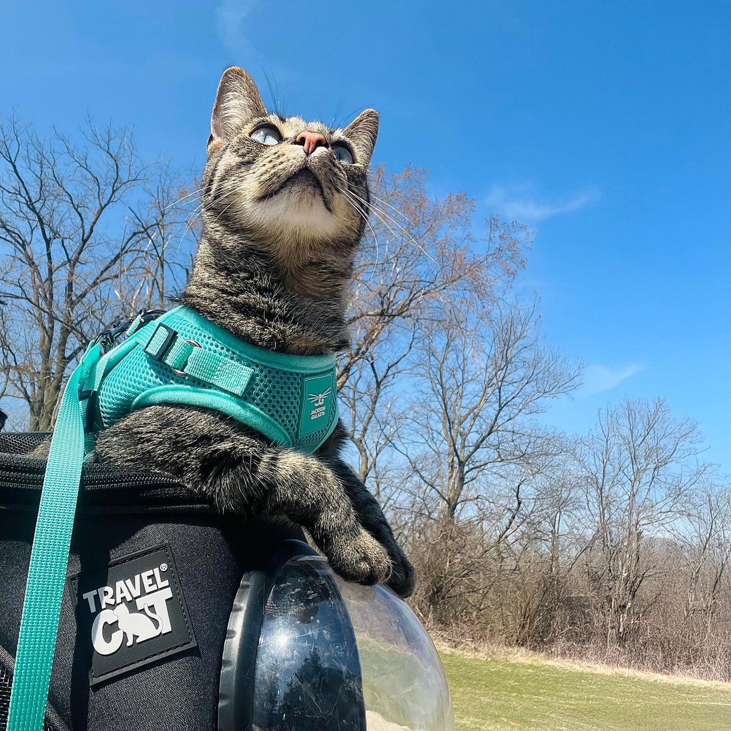 Jackson Galaxy x Travel Cat Complete Bundle