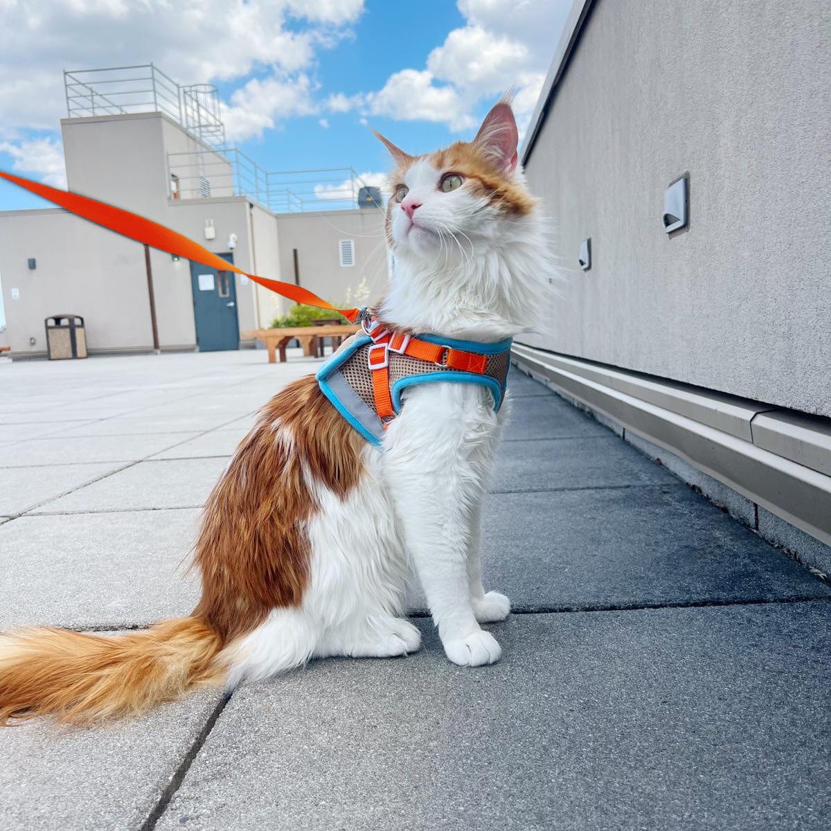 “The Catventure” Bundle